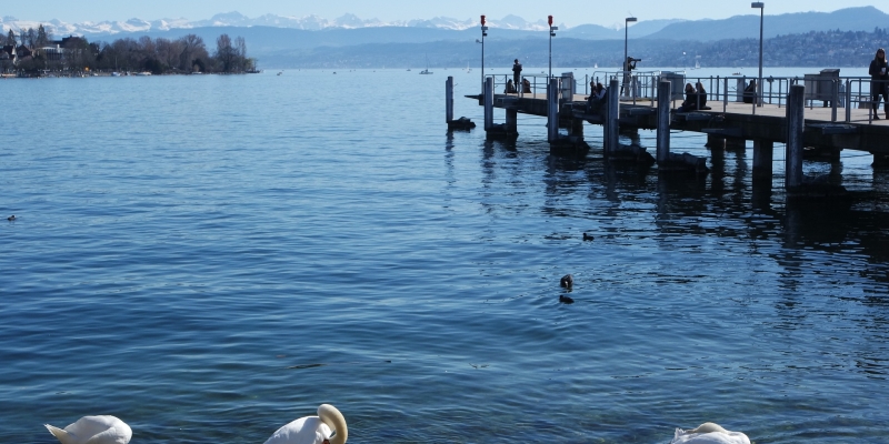 Der Zürichsee mit Holzsteg und Schwänen im Vordergrund, ideal für einen Tagesausflug in Zürich