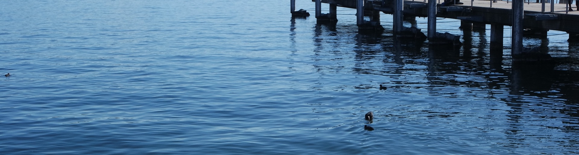 Der Zürichsee mit Holzsteg und Schwänen im Vordergrund, ideal für einen Tagesausflug in Zürich